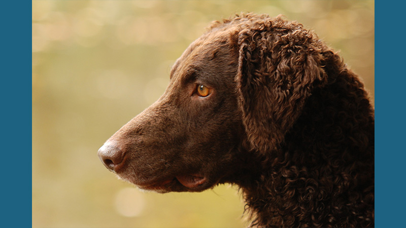 Curly-Coated Retriever 10