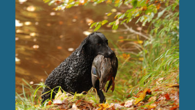 Curly-Coated Retriever 11