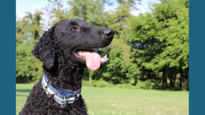 Curly-Coated Retriever 2