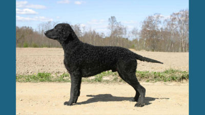 Curly-Coated Retriever 3