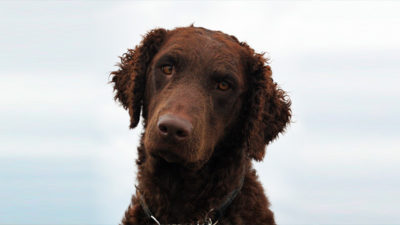 Curly-Coated Retriever 4