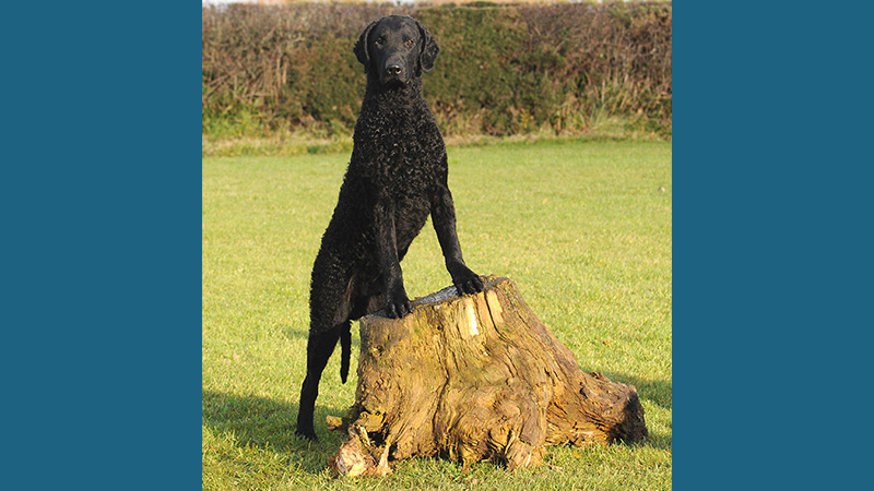 Curly-Coated Retriever 5