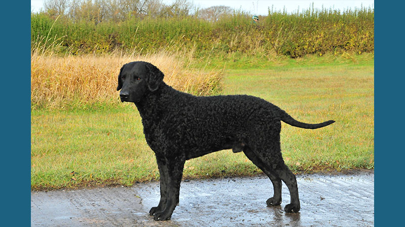 Curly-Coated Retriever 7