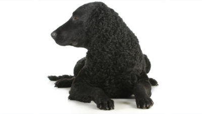 Curly-Coated Retriever 8