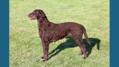 Curly-Coated Retriever 9