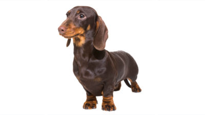 Dachshund 1