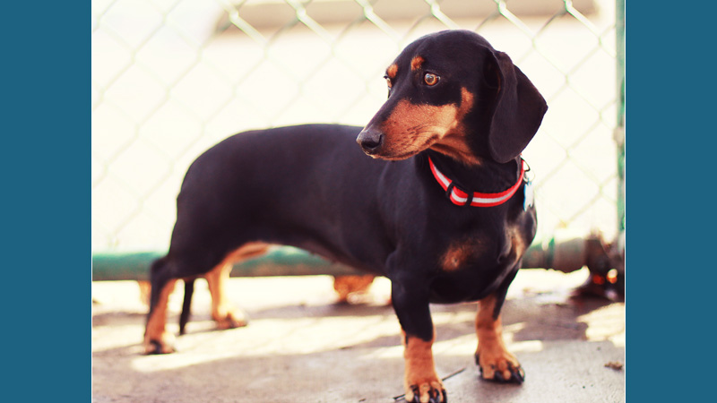 Dachshund 11