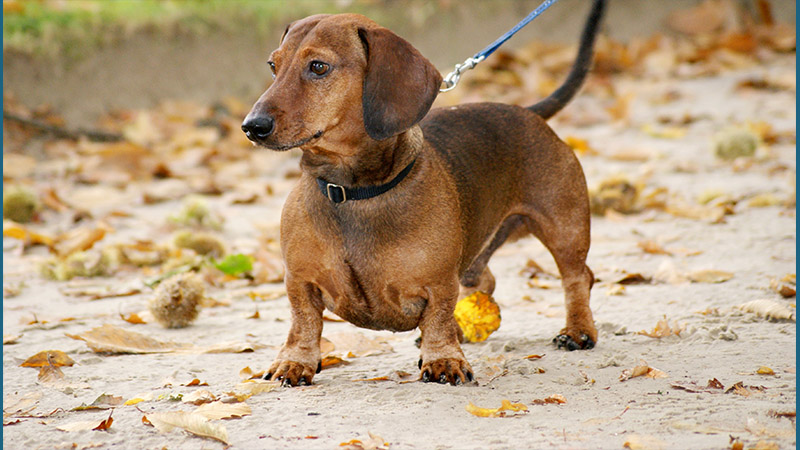 Dachshund 12