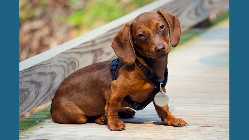 Dachshund 13