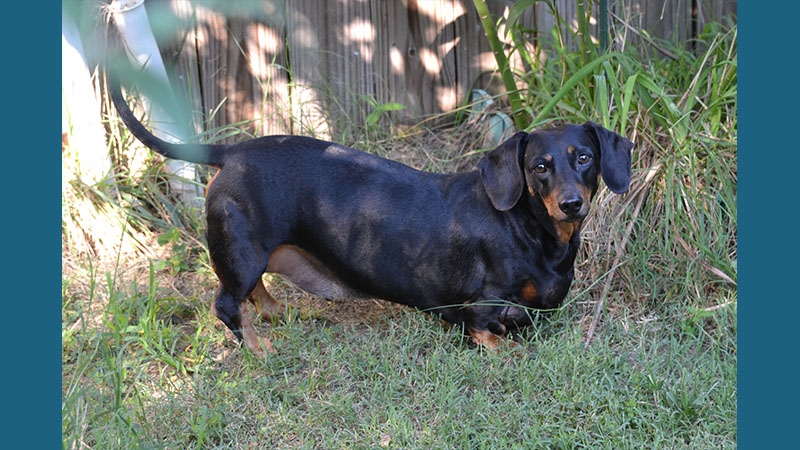 Dachshund 14