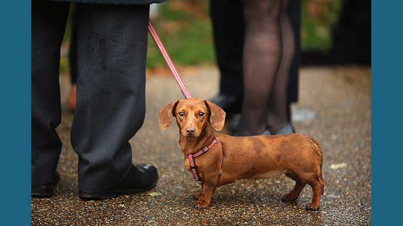 Dachshund 15