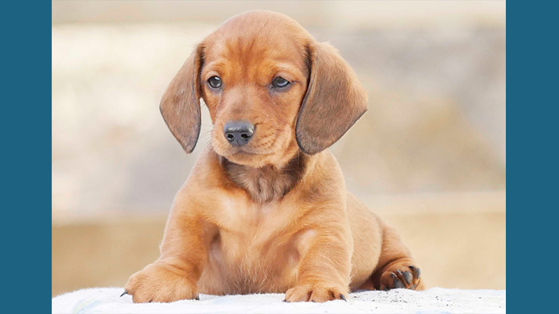 Dachshund 2