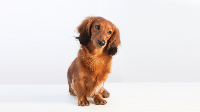 Dachshund 3