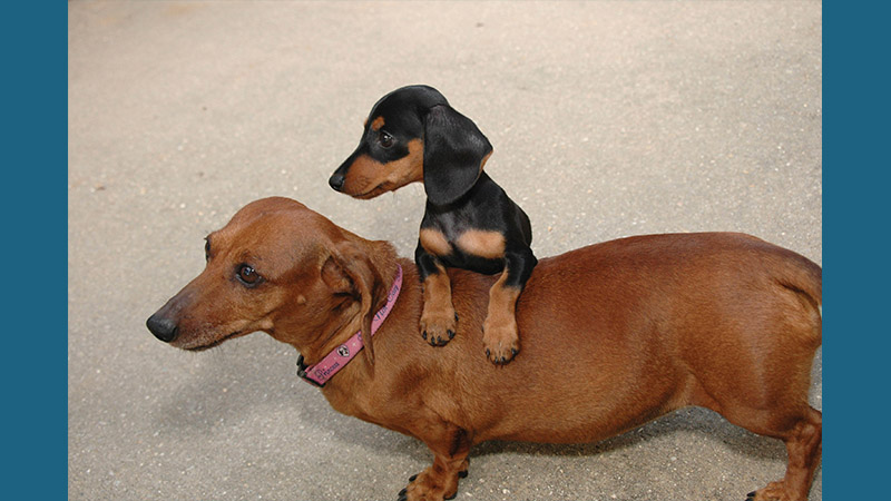 Dachshund 4