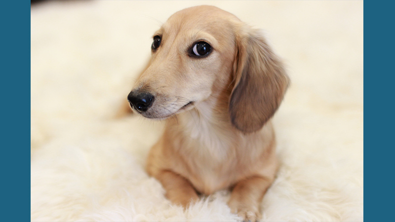 Dachshund 6