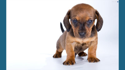 Dachshund 7