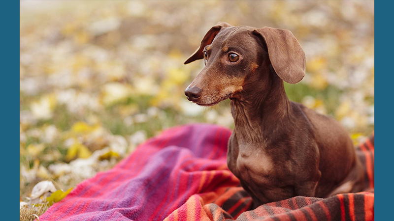 Dachshund 8