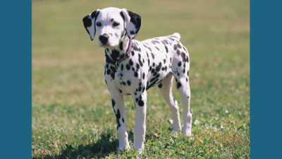 Dalmation 1