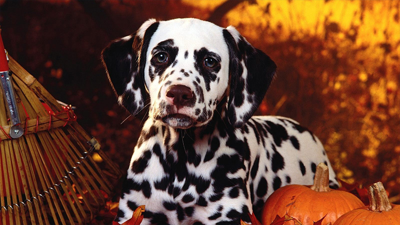 Dalmation 11