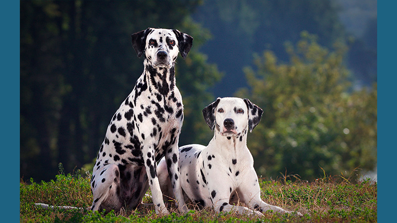 Dalmation 12