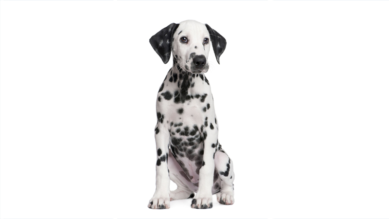 Dalmation 4