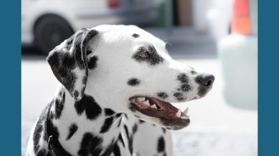 Dalmation 5