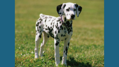 Dalmation 6