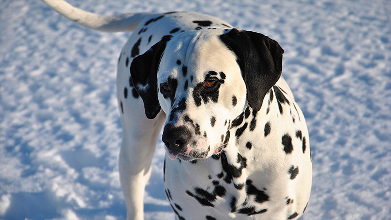 Dalmation 7