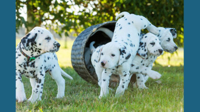 Dalmation 8