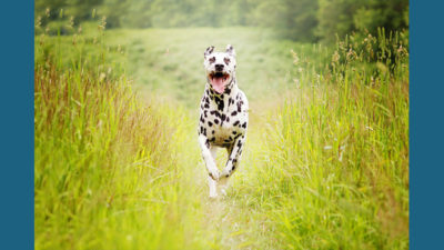 Dalmation 9