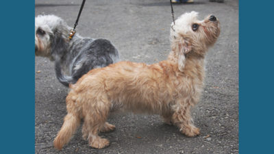 Dandie Dinmont Terrier 1