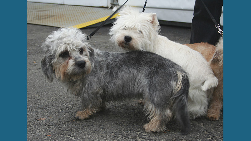 Dandie Dinmont Terrier 2