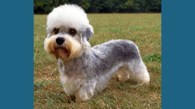 Dandie Dinmont Terrier 3