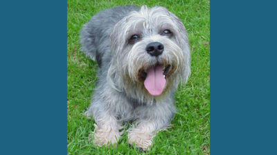 Dandie Dinmont Terrier 4