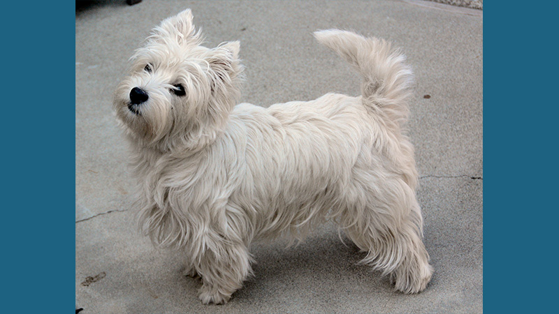 Dandie Dinmont Terrier 5