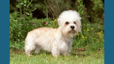 Dandie Dinmont Terrier 6