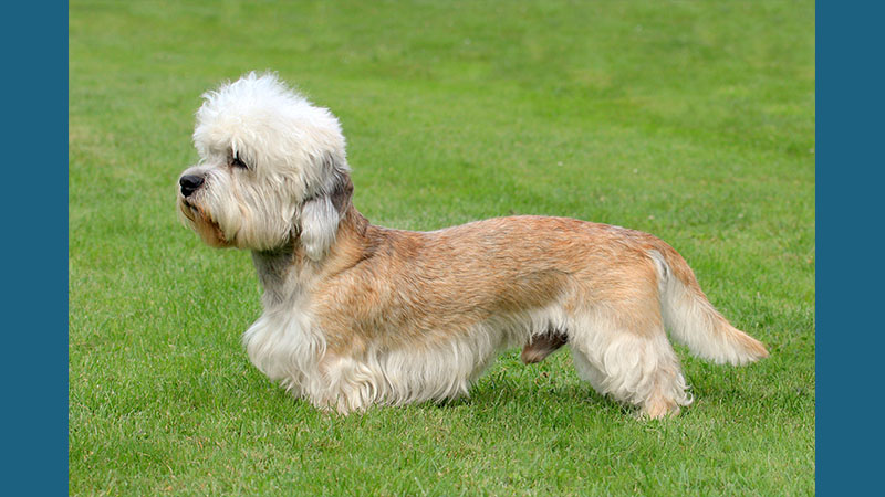 Dandie Dinmont Terrier 7