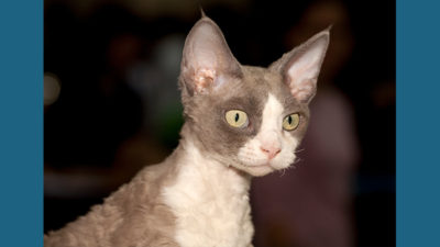 Devon Rex 1