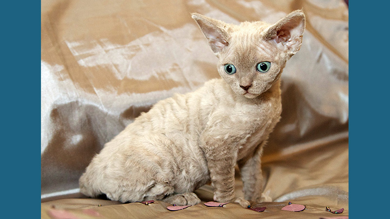 Devon Rex 2