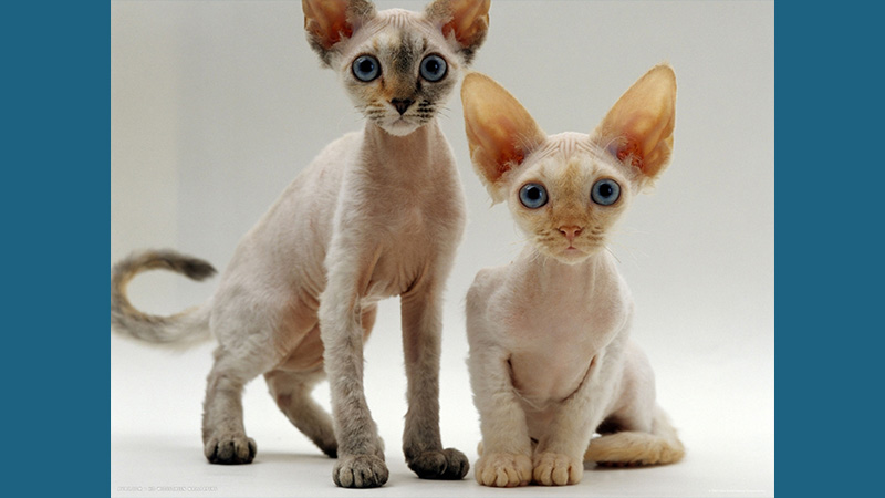 Devon Rex 4