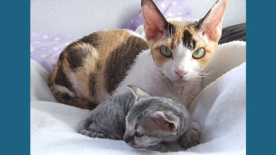 Devon Rex 5