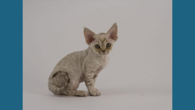 Devon Rex 6