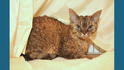 Devon Rex 7