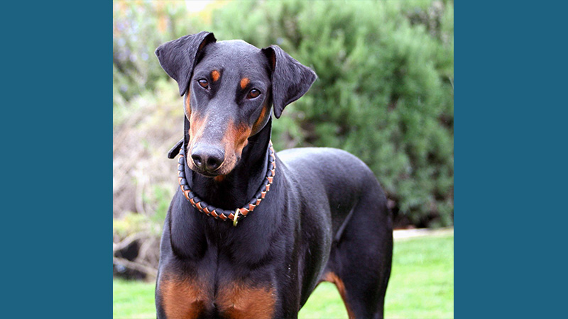 Doberman Pinscher 1