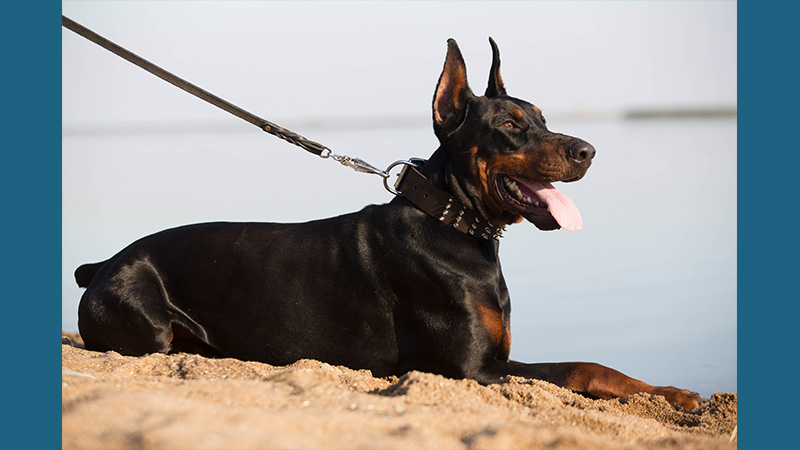 Doberman Pinscher 10