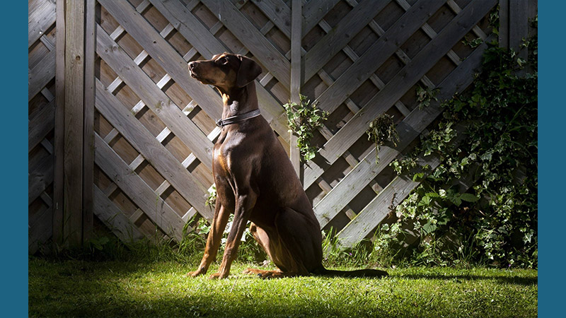 Doberman Pinscher 11