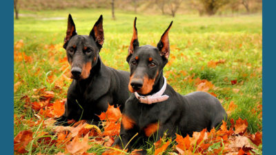 Doberman Pinscher 12