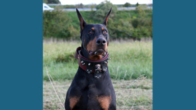 Doberman Pinscher 13