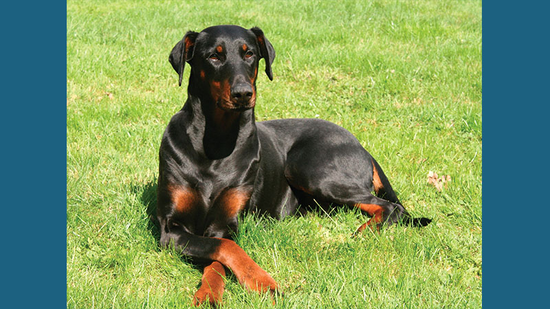 Doberman Pinscher 2