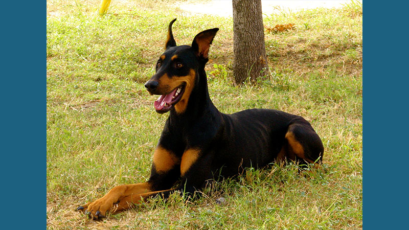 Doberman Pinscher 3